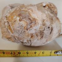 Granchio Fossile.