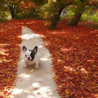 Bulldog francese con pedigree enci