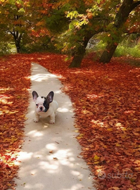 Bulldog francese con pedigree enci