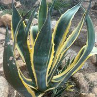 2 Piante grasse  - Agave Americana variegata