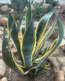 2 Piante grasse  - Agave Americana variegata