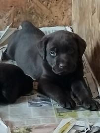 Cuccioli di labrador