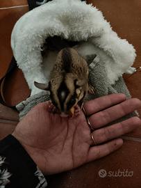 Coppia Petauri dello zucchero maschi