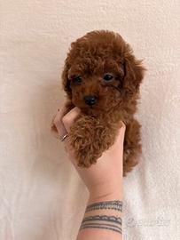 Barboncino mini toy red