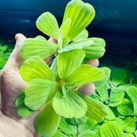Pianta galleggiante Pistia stratiotes