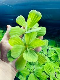 Pianta galleggiante Pistia stratiotes