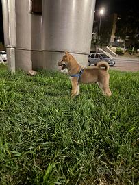 Una shiba inu Questo è un cane davvero carino