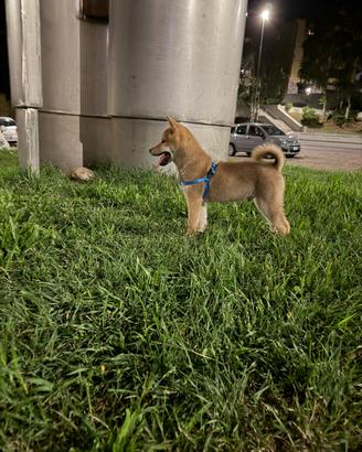 Una shiba inu Questo è un cane davvero carino
