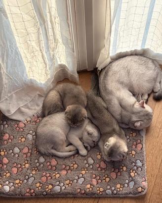 Scottish Fold Cuccioli