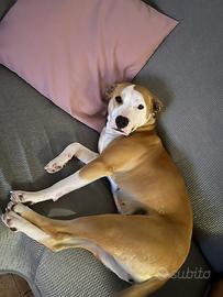 Amstaff