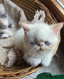 Cuccioli gatto exotic shorthair