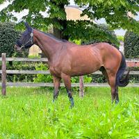 Cavallo italiano 6 anni da salto ostacoli