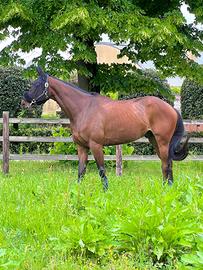 Cavallo italiano 6 anni da salto ostacoli