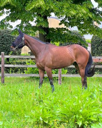 Cavallo italiano 6 anni da salto ostacoli