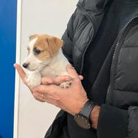 Jack Russel zampa corta disponibili