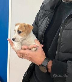 Jack Russel zampa corta disponibili