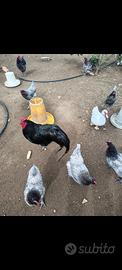 Galline tacchini e anatre mute