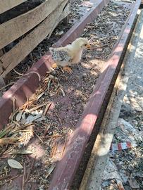 Pulcini e galline