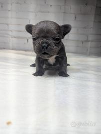 Bulldog francesi cuccioli merle