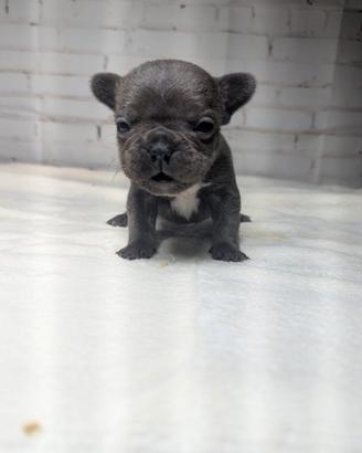 Bulldog francesi cuccioli merle