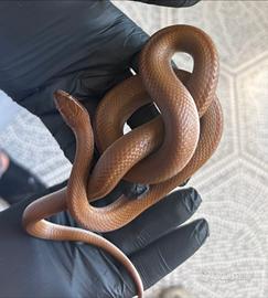 Serpenti coppia boaedon Fuliginosus