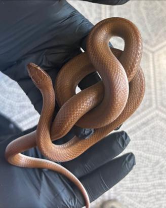 Serpenti coppia boaedon Fuliginosus