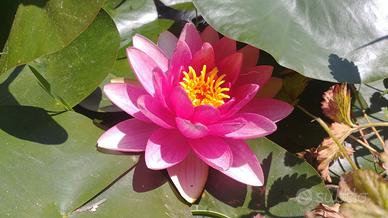 Ninfea rustica per laghetto