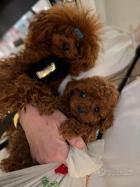 Barboncino asiatico teacup maschio 2 mesi