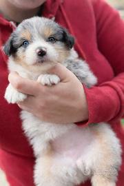 Cucciolo pastore australiano