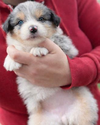 Cucciolo pastore australiano
