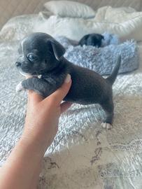 Cucciolo di chihuahua con pedigree ENCI mini