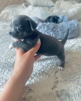 Cucciolo di chihuahua con pedigree ENCI mini
