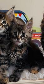 Cucciola Maine Coon con pedigree