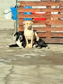 Meticci taglia media/grande