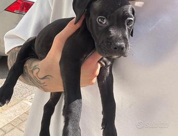 Pitbull
