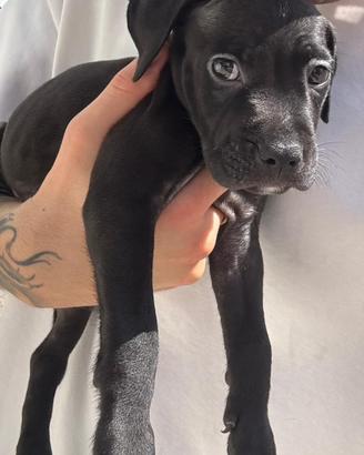 Pitbull