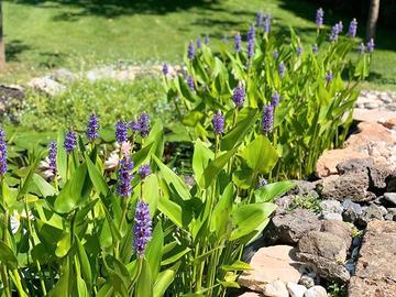 Pontederia cordata - pianta per laghetto