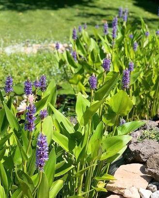 Pontederia cordata - pianta per laghetto