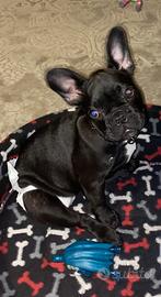 Bulldog Francese