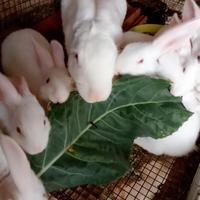 Conigli nuova Zelanda