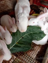 Conigli nuova Zelanda