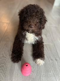 Lagotto nato a novembre