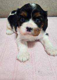 Cucciolo di cavalier king tricolore