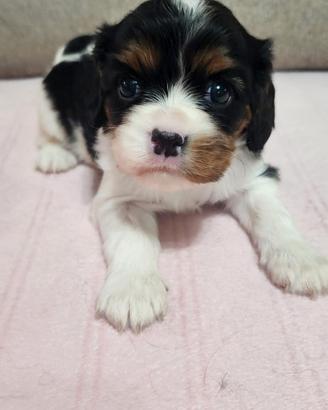 Cucciolo di cavalier king tricolore