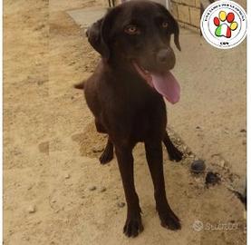 Femmina mix labrador