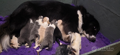Border collie cuccioli