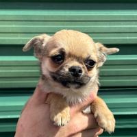 Chihuahua