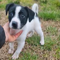 Cucciolo in adozione