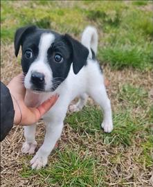 Cucciolo in adozione