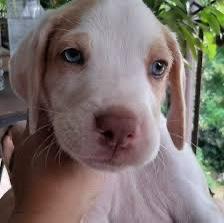 Cuccioli Labrador/husky